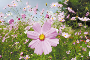 关于赞美牡丹画的句子,要快,注意,是赞美牡丹画