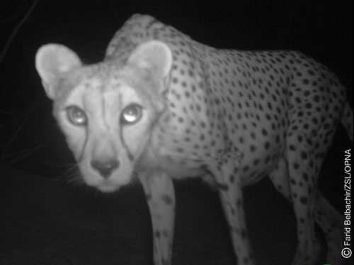 科学家首次拍到濒危撒哈拉非洲猎豹(图)_科学