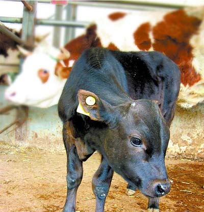 中国首例日本和牛秦皇岛克隆成功(图)