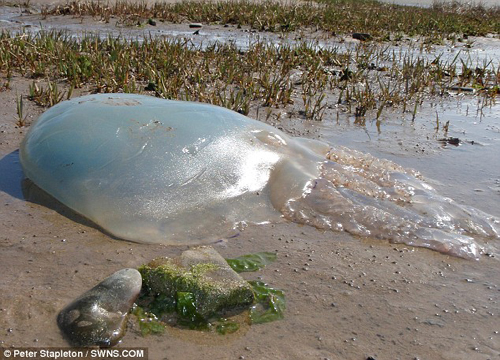 英海岸发现超级大水母体长1.2米 对人几乎无害(图)