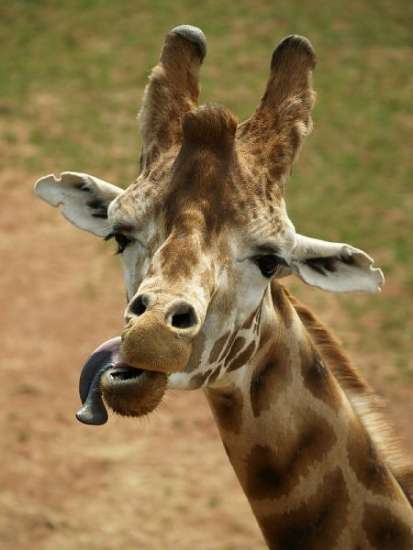 【欢笑】摄影师拍动物搞怪镜头:长颈鹿吐舌头(组图)