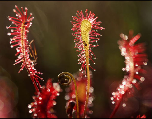 茅膏菜