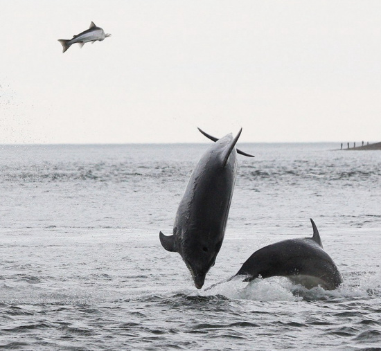 ֻǺոĪ(Moray Firth)׷ʱΪ˱໥ײһǲҶҲڲԵĹи˺ܶȤ 