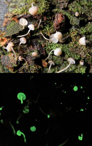 荧光小蘑菇Mycena luxarboricola