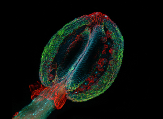 2009年最佳图片：植物生殖器官