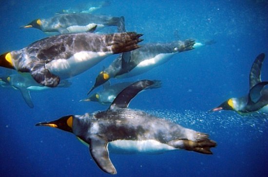 深海捕食 深海捕食