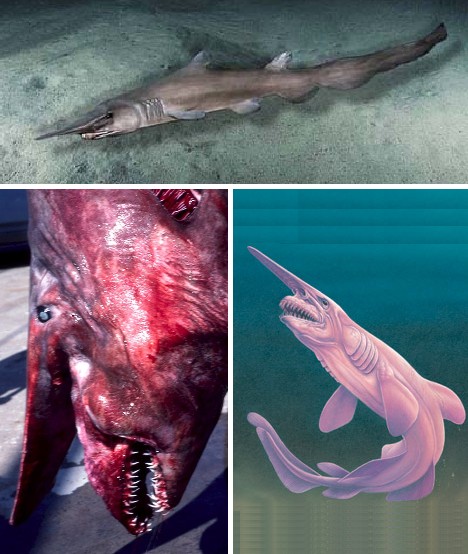 在数百万年时间内,鲨鱼并没有发生太大变化