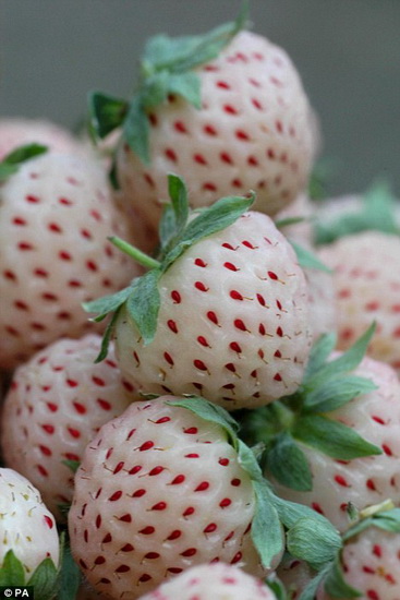 Ӣ̵30տʼˮݮ(pineberry)