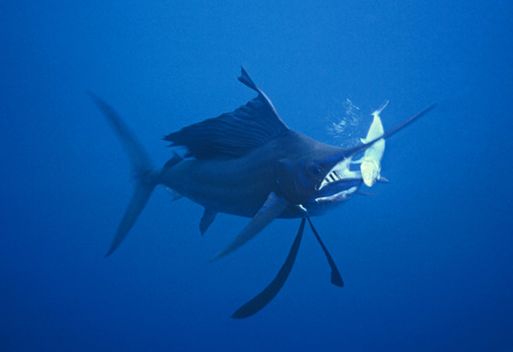 神秘海洋鱼类：皇带鱼长达6米(图) - zhiai113 - 看天下