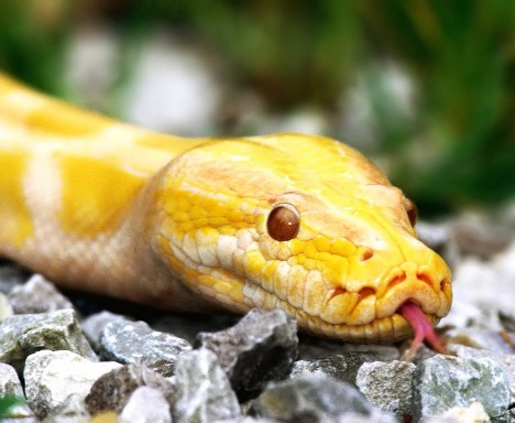 十种奇特黄色动物:黄金蛇实际为白化种蛇(图)