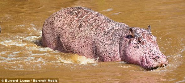 粉红色河马在肯尼亚的马拉河中游泳