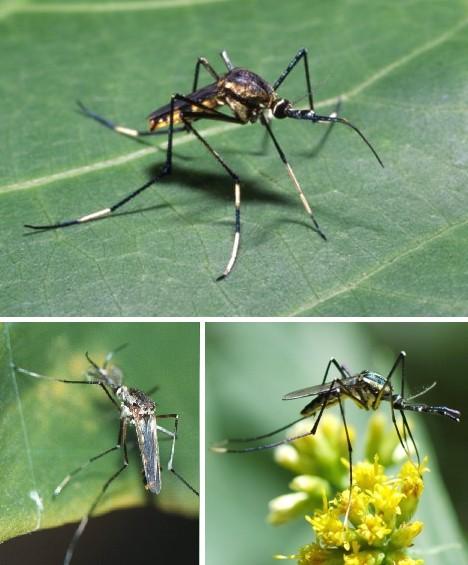 蚊子大概有3500多个种类,但并不是每一种蚊子都会吸血 蚊子是世界上最
