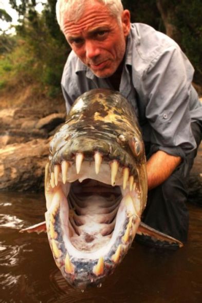 揭秘凶猛非洲虎鱼:长32颗锋利牙齿潜伏捕猎