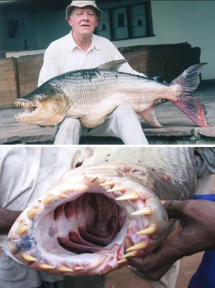 凶猛非洲虎鱼:长32颗锋利牙齿潜伏捕猎