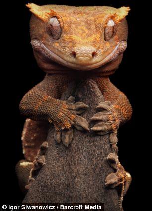 ޽ع(crested gecko)ȥֲӰе