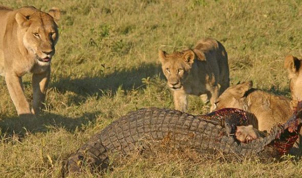 在鳄鱼被活活咬死后，几只幼狮也跑过来享受这顿美餐