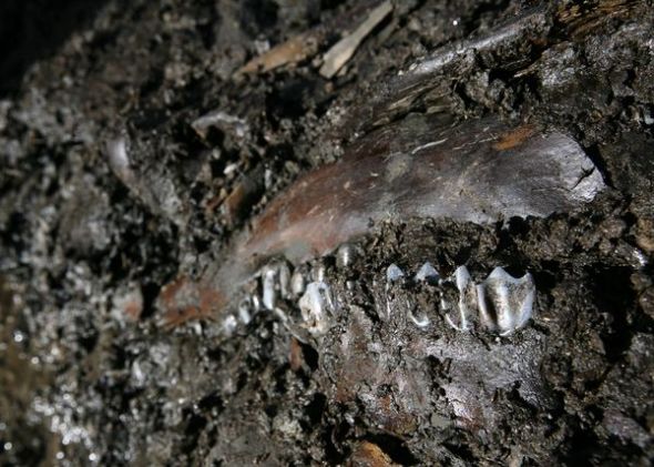 冰河时代一头鹿的颌骨和牙齿（图片提供：Heather Rousseau, Denver Museum of Nature & Science）