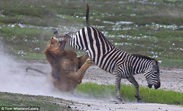 实拍：非洲保护区一雄狮遭斑马狠踢威风扫地(组图)