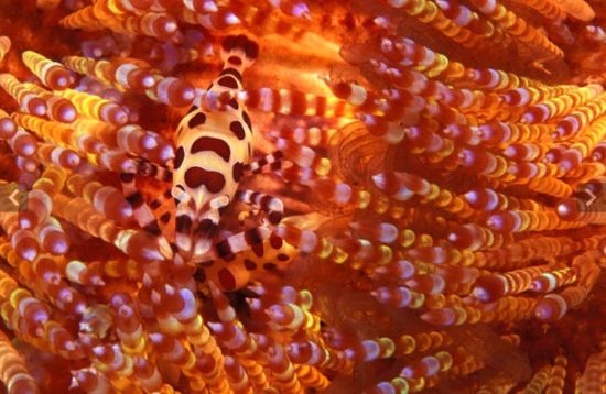 印度尼西亚，一只色彩艳丽的科尔曼虾(Coleman's shrimp)将自己隐藏在一丛火海胆的毒刺中
