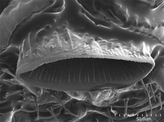 本图显示的是宿主蜜蜂(Osmia chalybea)最后阶段幼虫龄的下嘴唇内表面。 本图显示的是宿主蜜蜂(Osmia chalybea)最后阶段幼虫龄的下嘴唇内表面。