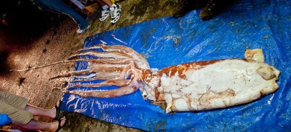 一只新发现的巨型鱿鱼，现保存在佛罗里达州自然历史博物馆