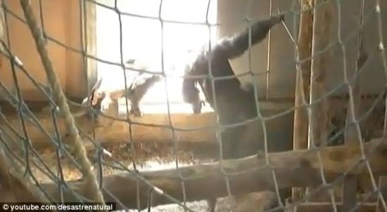当牢笼的门被打开时，一只黑猩猩等在里面，试探性的向外望