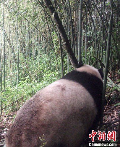 大熊猫慢慢地从相机面前走过消失在竹林中。荥经林业局提供