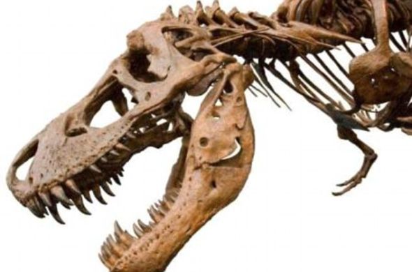 霸王龙骨架。此次发现的霸王龙牙齿长6英寸（约合15厘米），重量达到令人不可思议的337.8克