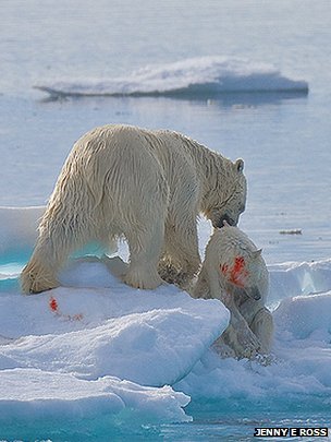 气候变暖食物减少致成年北极熊残杀幼仔(图)