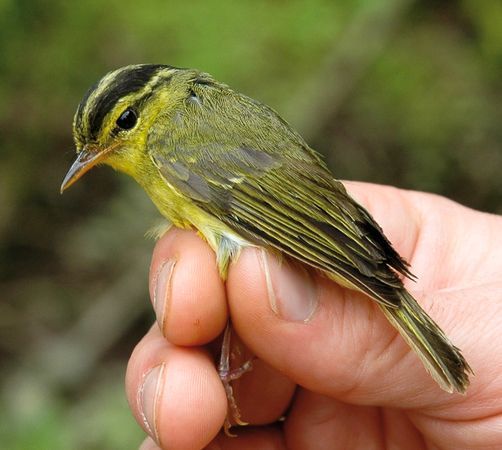 ݺͼƬṩUlf Johansson, Swedish Museum of Natural History via WWF