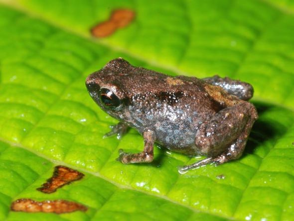 新发现的青蛙种群，学名“Paedophryne dekot”