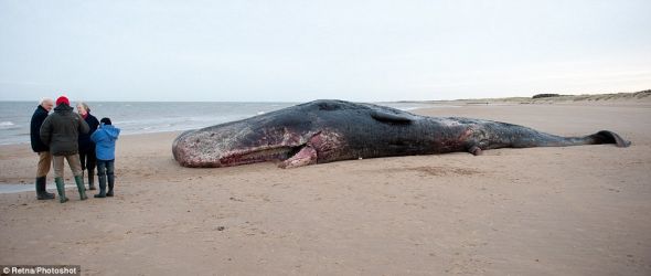 这头鲸的胃里有一道很大的伤口，但有可能它是被饿死的，因为北海附近没有鱿鱼供它食用