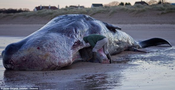 一名公众正在努力切断圣诞前夕被冲上诺福克海滩的这头鲸的一颗牙齿