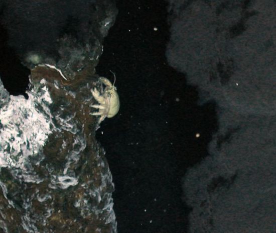 一只雪蟹在海底火山热液喷口附近爬行：一些螃蟹由于靠喷口太近，它们的外骨骼上有很明显的烧伤痕迹