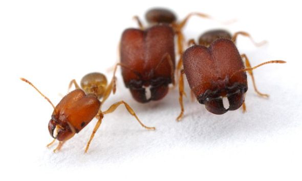 科学家通过激活远古祖传基因，在实验室里培育出这种怪物蚂蚁