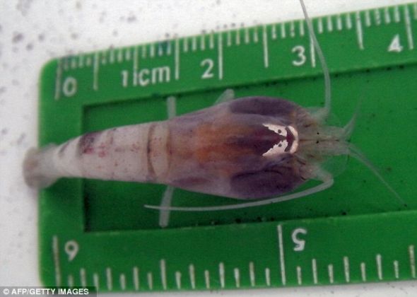 在5000米的海底，英国科学家发现了新种虾Rimicaris hybisae。它们是世界上栖息地深度最深的深海喷口虾