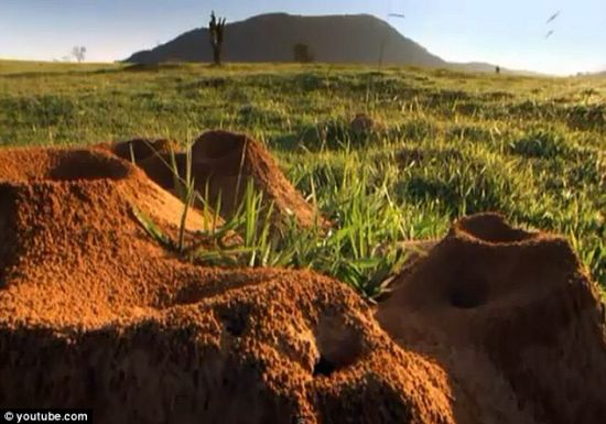 巴西发现巨大地下蚂蚁王国错综复杂似迷宫图