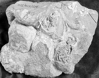 南非发现1.9亿年前侏罗纪恐龙幼儿园(图)_科学