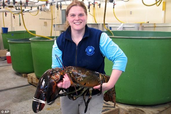 美渔民捕获巨型龙虾：长1米重12公斤(图)