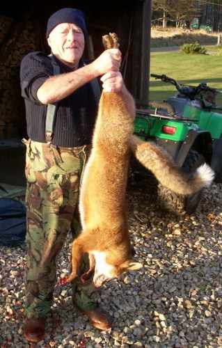 猎人捕杀英国最大狐狸体长1.5米(图)