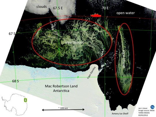 这是上周五拍摄的一张图片，展示了南极附近海域出现的这一巨型海藻爆发的海区，一种观点认为这是狂风将南极埃默里冰架上的积雪吹入海中融化，释放出的营养物质养育了这里的海藻，从而导致这次爆发事件