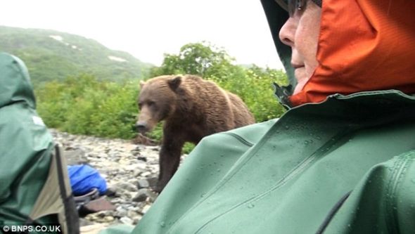 在大灰熊“研究”这群游客时，他们别无选择，只能坐在原处一动不动