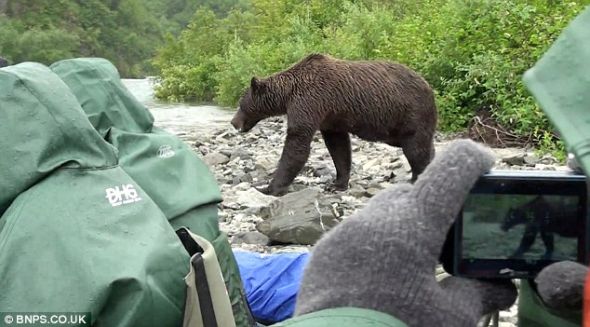 这头熊确定这些人不是威胁后，大摇大摆地离开了，游客中的一些人用相机捕捉了这个非同一般的瞬间