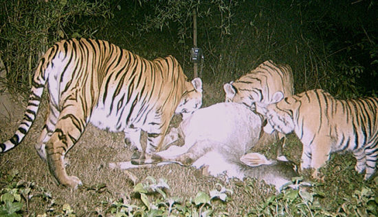 同一只雌虎正和它的两只稍大的幼崽一同分享着一头被猎杀的家养水牛