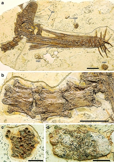 猎手鬼龙正型标本与粪化石