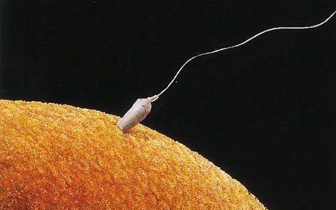 精子准备进入卵子