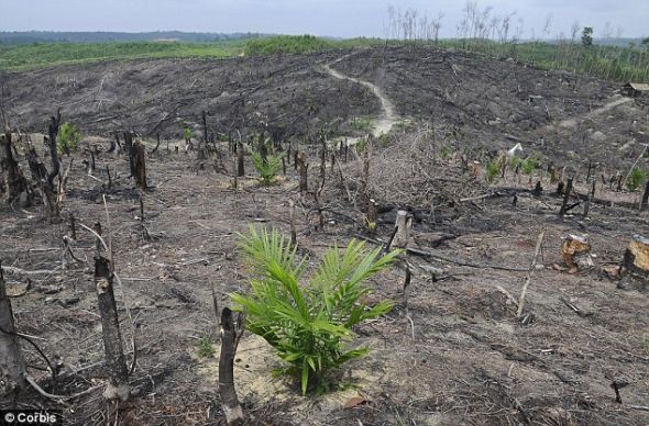 印尼森林砍伐致红毛猩猩失去家园伤心惨死