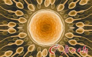 　女性成年后仍然有可能形成新的卵子。 