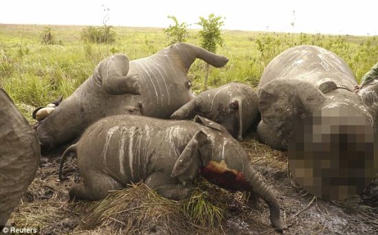 野蛮：在刚果加兰巴国家公园，直升机载偷猎者从空中枪杀了22头大象，它们的尸体堆满一地。这个场景充分说明了这些非法猎人的野蛮。