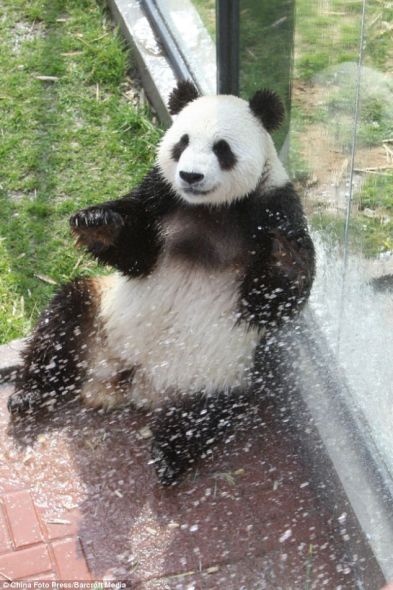 烟台动物园大熊猫戏水降温可爱瞬间(图)